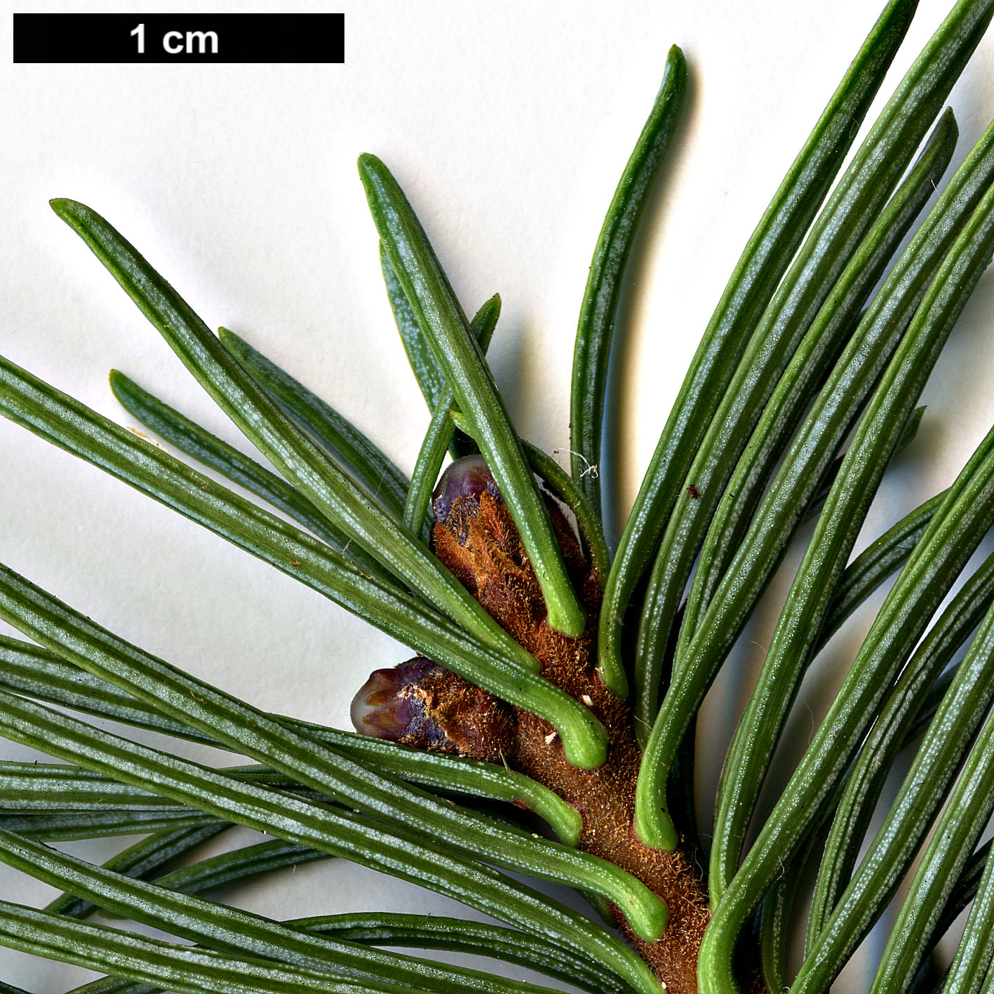 High resolution image: Family: Pinaceae - Genus: Abies - Taxon: magnifica - SpeciesSub: var. shastensis